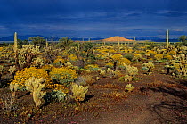 Sonoran Desert with Teddy-bear cholla (Cylindropuntia bigelovii), Saguaro (Carnegiea gigantea) and Brittlebush (Encelia farinosa). El Colorado volcano in background. El Pinacate Biosphere Reserve, nor...