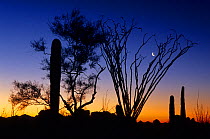 Ocotillo (Fouquieria splendens) and Saguaro (Carnegiea gigantea) at sunset in Sonoran Desert. El Pinacate Biosphere Reserve, northwest Mexico.