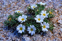 Mojave desertstar (Monoptilon bellioides) flowers. Sierra El Rosario, El Pinacate Biosphere Reserve, Sonoran Desert.
