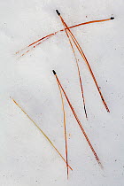 Jeffrey pine (Pinus jeffreyi) needles on ice. Sierra de San Pedro Martir National Park, Baja California Peninsula, Mexico.