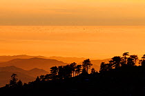 Pine (Pinus sp) forest and hills silhouetted at sunset. Sierra de San Pedro Martir National Park, Baja California Peninsula, Mexico. 2009.