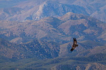 California condor (Gymnogyps californianus) flying with hills in background. California condor recovery program, Sierra de San Pedro Martir National Park, Baja California Peninsula, Mexico. November.
