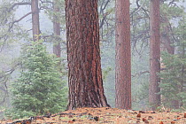Jeffrey pine (Pinus jeffreyi) and White Fir (Abies concolor) forest. Sierra de San Pedro Martir National Park, Baja California Peninsula, Mexico.