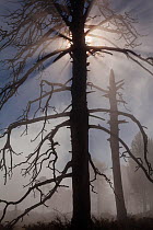 Pine (Pinus sp), dead tree silhouetted in mist. Sierra de San Pedro Martir National Park, Baja California Peninsula, Mexico, May