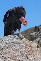 California Condor (Gymnogyps californianus) standing on rock, radio tagged. California condor recovery program, Sierra de San Pedro Martir National Park, Baja California Peninsula, Mexico.