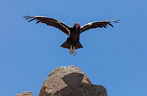 California Condor (Gymnogyps californianus) in flight. California condor recovery program, Sierra de San Pedro Martir National Park, Baja California Peninsula, Mexico.