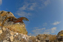 Blue-throated keeled lizard, (Algyroides nigropunctatus), male basking on rocks, Croatia, April . Non-ex.