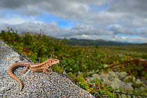 Viviparous lizard (Zootoca vivipara) in habitat. Non-ex.