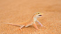 Anchieta&#39;s dune lizard, (Meroles anchietae), Namib desert, Namibia, February . Non-ex.