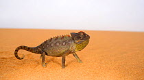 Namaqua chameleon, (Chamaeleo namaquensis), Namib desert, Namibia, February . Non-ex.