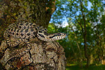 Four-lined snake, (Elaphe quatuorlineata), juvenile coiled on Downy oak (Quercus pubescens) trunk, Croatia, April . Non-ex.