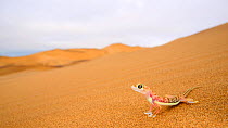 Namib web-footed gecko, (Pachydactylus rangei), Namib desert, Namibia, February . Non-ex.