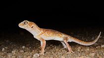 Namib giant gecko, (Chondrodactylus angulifer), Namib desert, February . Non-ex.