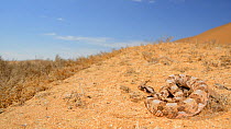 Horned adder, (Bitis caudalis), Namib desert, Namibia, February . Non-ex.