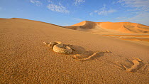 Peringuey&#39;s desert adder, (Bitis peringueyi), sidewinding on dune, Namib desert, Namibia, February . Non-ex.