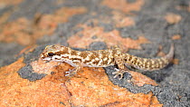Western Cape thick-toed gecko, (Pachydactylus labialis), Little Namaqualand, South Africa, February . Non-ex.