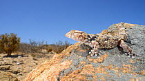 Bibron&#39;s thick-toed gecko, (Chondrodactylus bibronii), Little Namaqualand, South Africa, February . Non-ex.