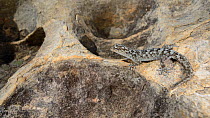 Small-scaled leaf-toed gecko, (Goggia microlepidota), South Africa, February . Non-ex.