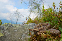 Walser&#39;s viper, (Vipera walser), recently described new species, adult basking in habitat, Alps, Italy, June . Non-ex.