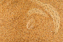 Peringuey&#39;s desert adder, (Bitis peringueyi), hiding under sand, Namib desert, Namibia, February . Non-ex.
