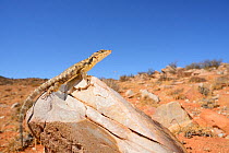 Karoo Girdled Lizard, (Karusasaurus polyzonus), basking on rock, Little Namaqualand, South Africa, February . Non-ex.