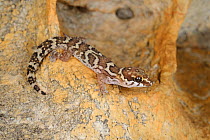 Southern rough gecko, (Pachydactylus formosus), South Africa, February . Non-ex.