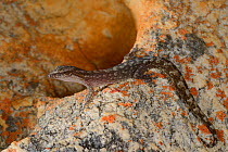 Marbled leaf-toed gecko, (Afrogecko porphyreus), South Africa, February . Non-ex.