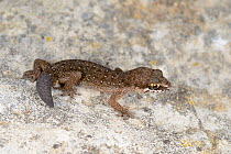 Ocellated thick-toed gecko, (Pachydactylus geitje) with regenerated tail, South Africa, February . Non-ex.