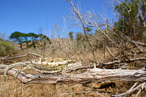Namaqua dwarf chameleon, (Bradypodion occidentale), South Africa, February . Non-ex.