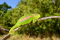 Cape dwarf chameleon, (Bradypodion pumilum), South Africa, February . Non-ex.