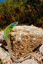 Iberian emerald lizard, (Lacerta schreiberi), male in habitat, Portugal, September . Non-ex.