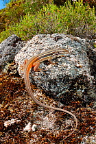 Large psammodromus, (Psammodromus algyrus), Portugal, September. Non-ex.