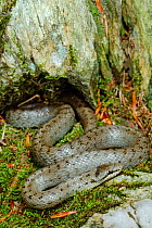 Smooth snake, (Coronella austriaca), Italy, August . Non-ex.