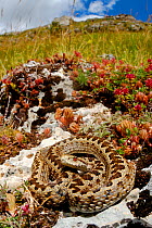 Meadow viper, (Vipera ursinii), Italy, July . Non-ex.