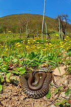 Western whip snake, (Hierophis viridiflavus), basking in garden, Italy, April . Non-ex.