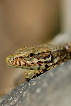 Common wall lizard, (Podarcis muralis), close-up of the head, Italy, March . Non-ex.