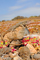Gallot&#39;s lizard, (Gallotia galloti), female in habitat, Tenerife, Canary Islands, Spain, April . Non-ex.
