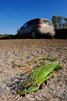 Western green lizard, (Lacerta bilineata), female, road-kill, Italy, August . Non-ex.