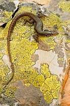 Martinez-Rica&#39;s rock lizard,  (Iberolacerta martinezricai), Spain, October . Non-ex.
