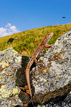 Viviparous lizard, (Zootoca vivipara), Alps, Italy, August . Non-ex.