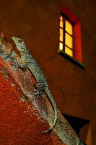Moorish gecko, (Tarentola mauritanica), on red wall at night, Italy, July. Non-ex.