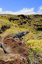Gallot&#39;s lizard, (Gallotia galloti), male in habitat, Tenerife, Canary Islands, Spain, April . Non-ex.