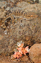 Gomero wall gecko, (Tarentola gomerensis), La Gomera, Canary Islands, Spain, April . Non-ex.