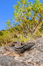 Boettger&#39;s lizard, (Gallotia caesaris), female in habitat, La Gomera, Canary Islands, Spain, April . Non-ex.