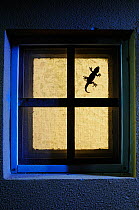 Moorish gecko, (Tarentola mauritanica), hunting on window, Italy, April . Non-ex.