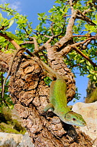 Italian wall lizard, (Podarcis sicula), basking on tree branch, Sicily, Italy, April . Non-ex.