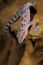 Mediterranean house gecko, (Hemidactylus turcicus), standing on sandstone, Tuscany, Italy, August . Non-ex.