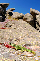 Tyrrhenian wall lizard, (Podarcis tiliguerta), basking on granite boulders, Sardinia, Italy, June . Non-ex.