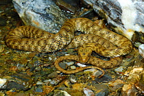 Dice snake, (Natrix tessellata), in stream water, Romania, July . Non-ex.