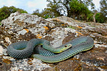 Montpellier snake, (Malpolon monspessulanus), Croatia, May . Non-ex.
